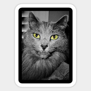 Stunning Green Eyed Cat Sticker